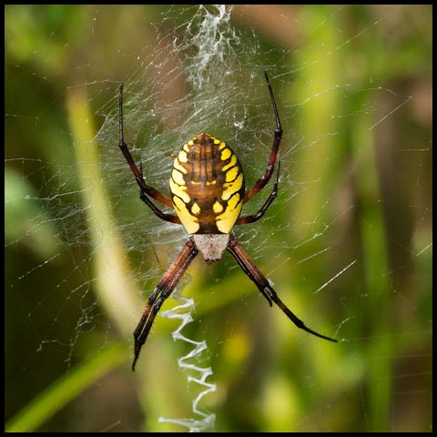 Black-and-yellow Garden Spider