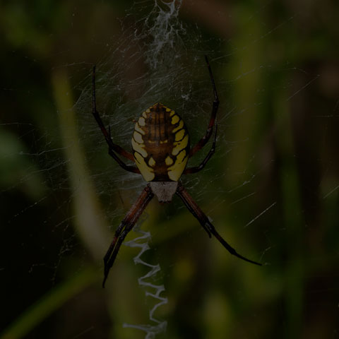 Black-and-yellow Garden Spider
