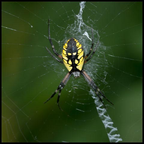 Black-and-yellow Garden Spider