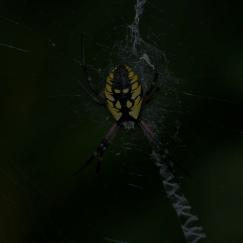 Black-and-yellow Garden Spider