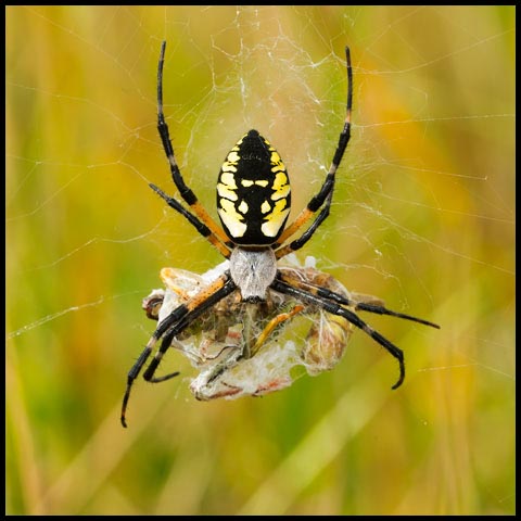 Black-and-yellow Garden Spider