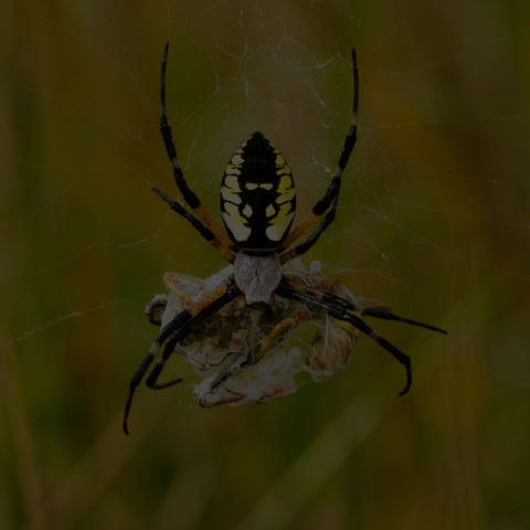 Black-and-yellow Garden Spider