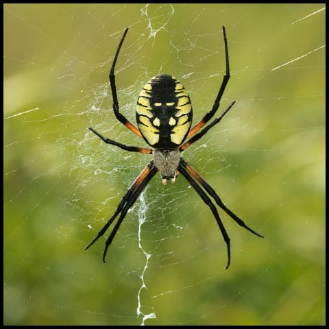 Black-and-yellow Garden Spider