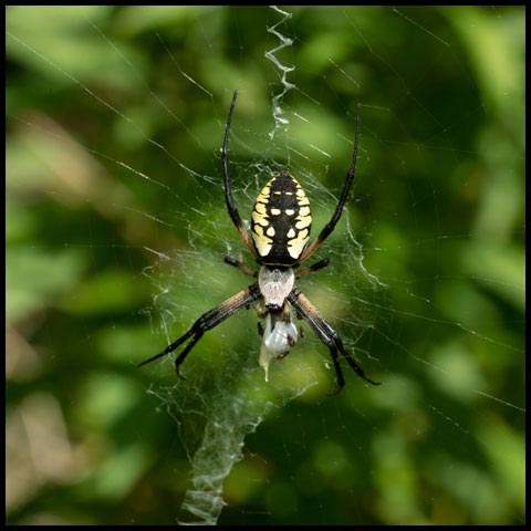 Black-and-yellow Garden Spider