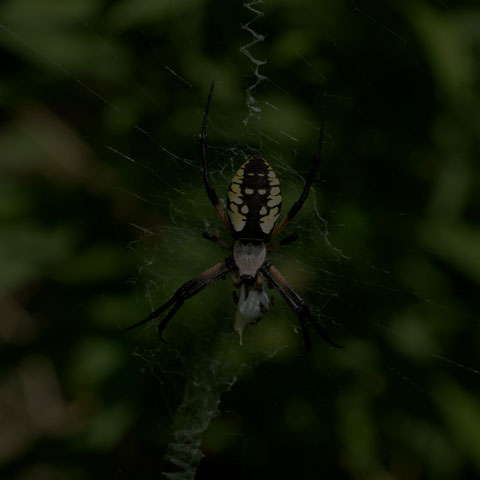 Black-and-yellow Garden Spider