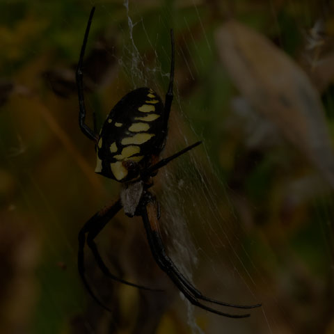 Black-and-yellow Garden Spider