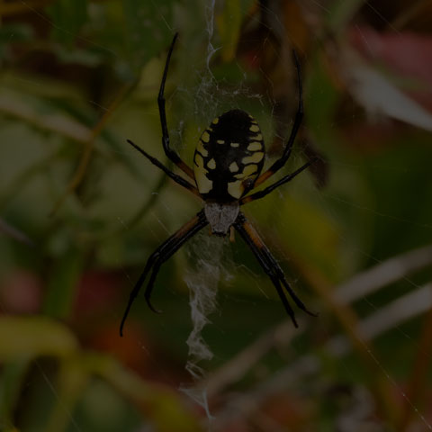 Black-and-yellow Garden Spider