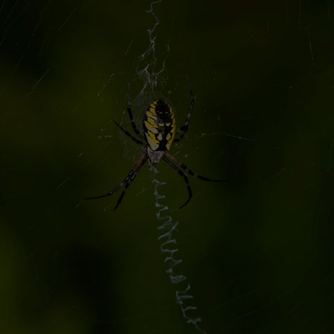 Black-and-yellow Garden Spider