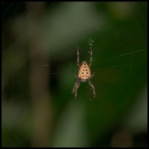 Cross Orbweaver Spider