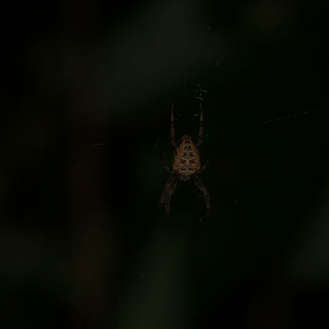 Cross Orbweaver Spider