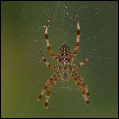 Cross Orbweaver Spider
