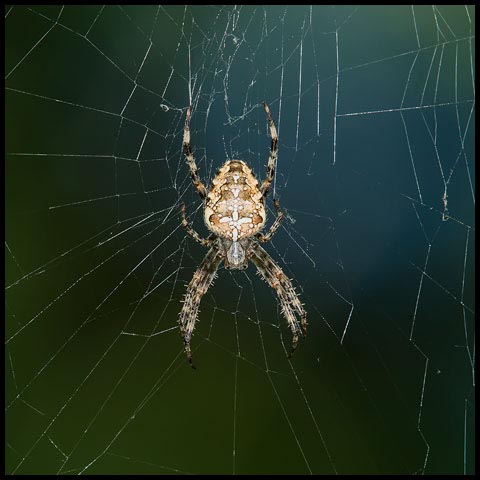 Cross Orbweaver Spider