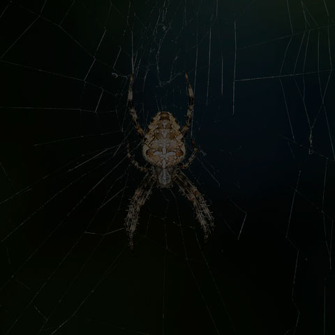 Cross Orbweaver Spider