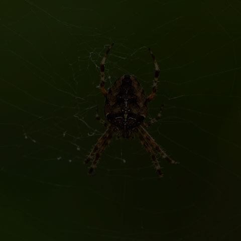 Cross Orbweaver Spider