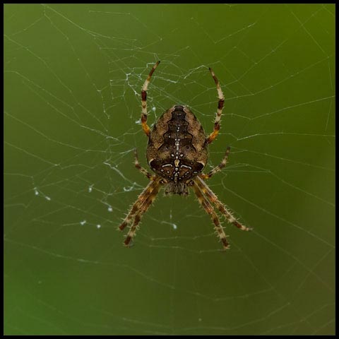 Cross Orbweaver