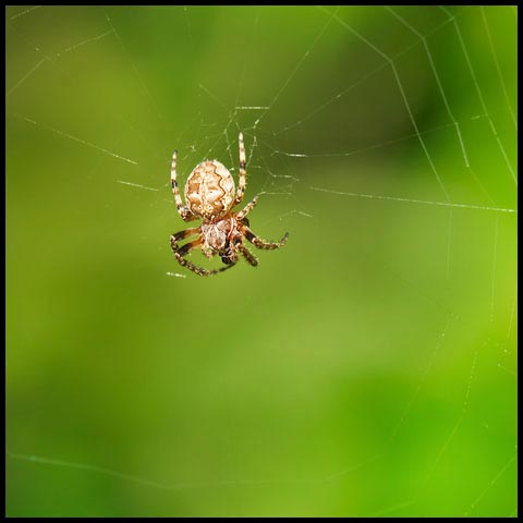 Furrow Orbweaver