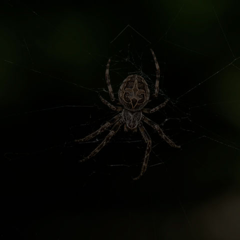 Grey Cross Spider