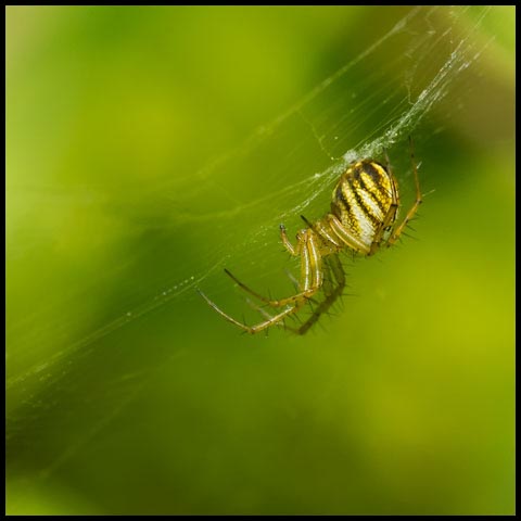 Lined Orbweaver Spider