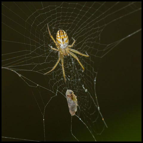 Lined Orbweaver