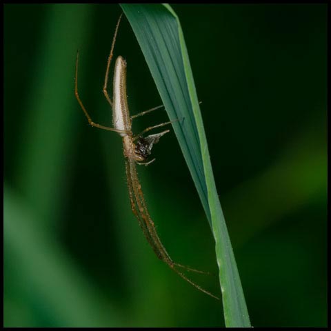 Long-jawed Orbweaver Spider
