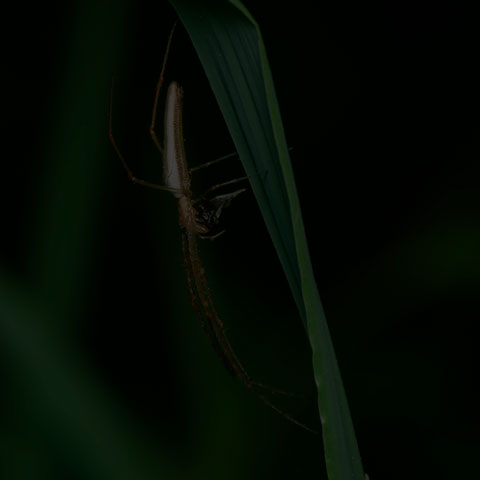 Long-jawed Orbweaver Spider