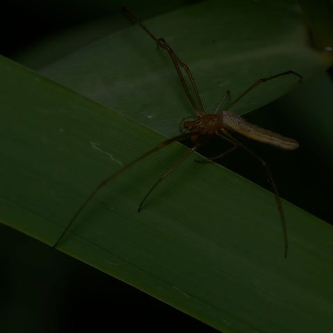 Long-jawed Orbweaver Spider