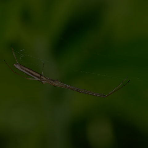 Long-jawed Orbweaver Spider