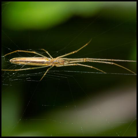 Long-jawed Orbweaver Spider