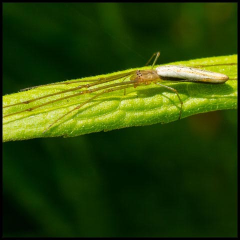 Long-jawed Orbweaver Spider