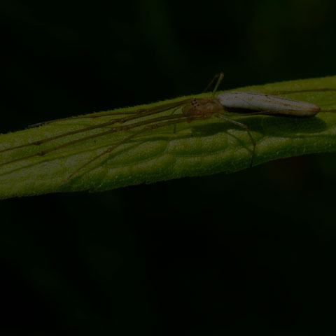 Long-jawed Orbweaver Spider