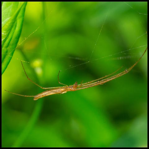 Long-jawed Orbweaver Spider