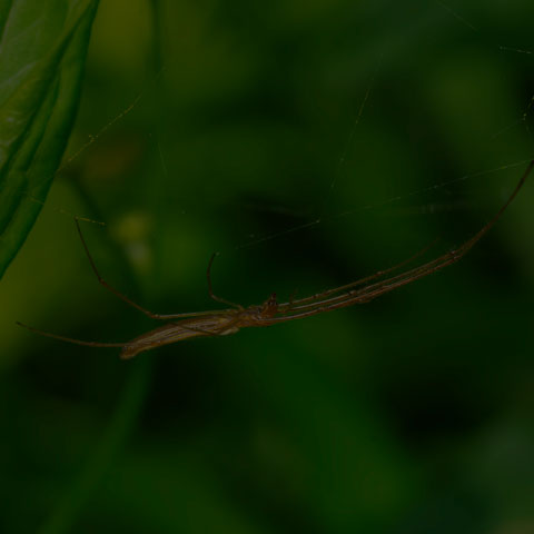 Long-jawed Orbweaver Spider