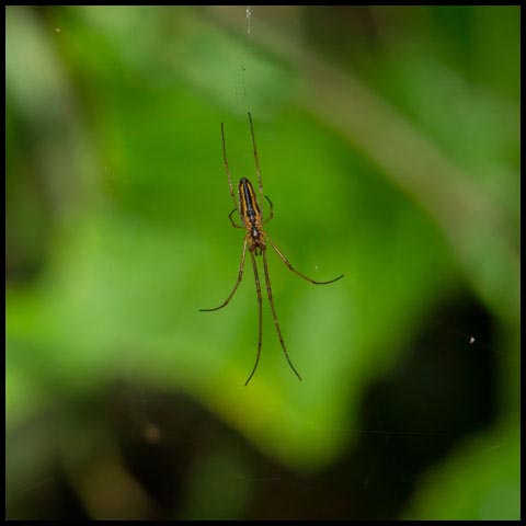 Long-jawed Orbweaver Spider