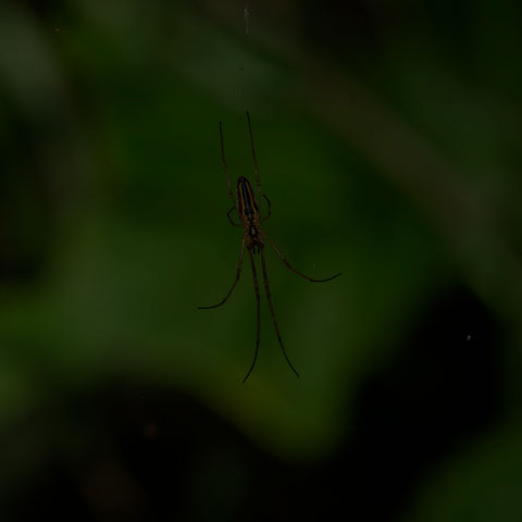Long-jawed Orbweaver Spider