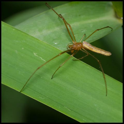 Long-jawed Orbweaver