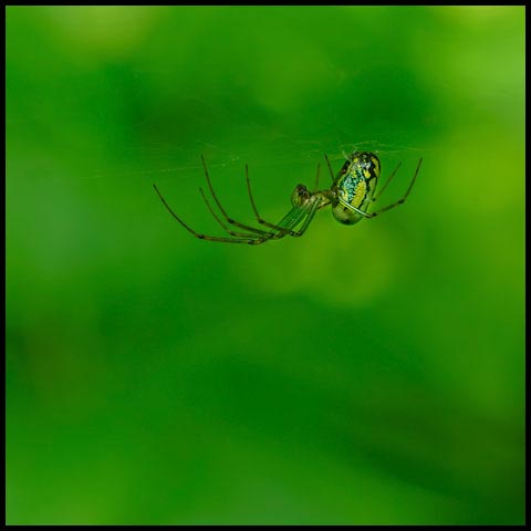 Orchard Orbweaver Spider