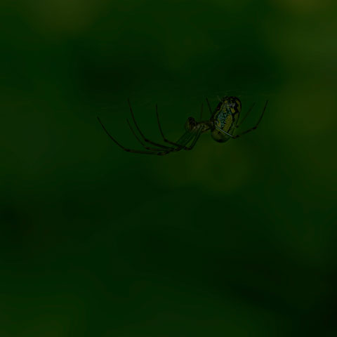 Orchard Orbweaver Spider