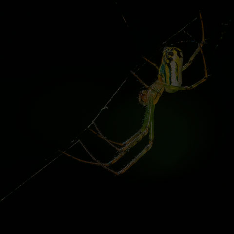 Orchard Orbweaver Spider