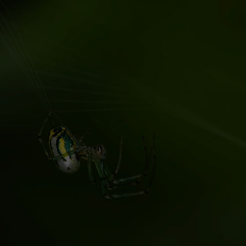 Orchard Orbweaver Spider