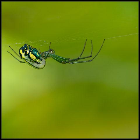 Orchard Orbweaver Spider