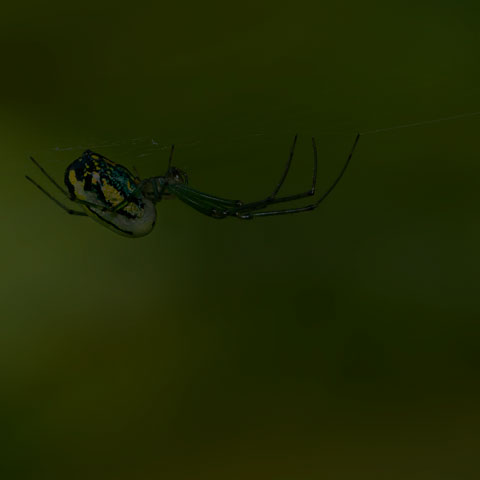 Orchard Orbweaver Spider