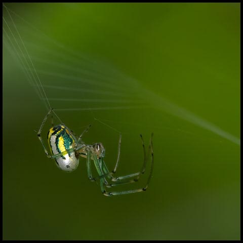 Orchard Orbweaver