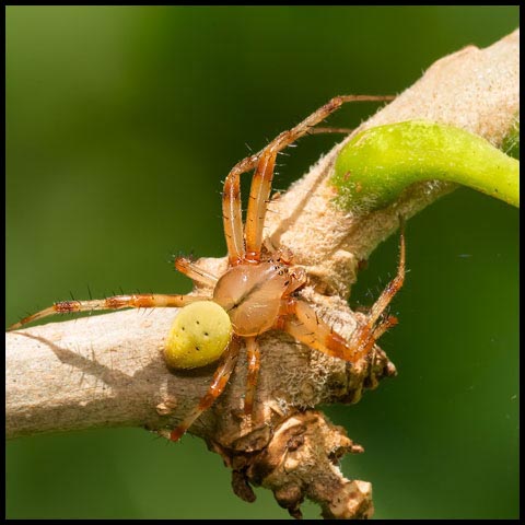 Shamrock Orbweaver