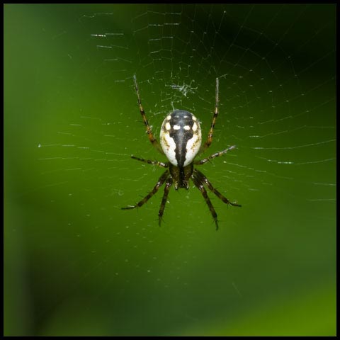 Tuft-legged Orbweaver