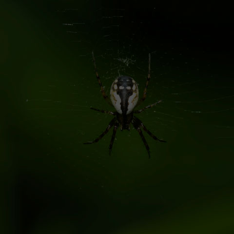 Tuft-legged Orbweaver