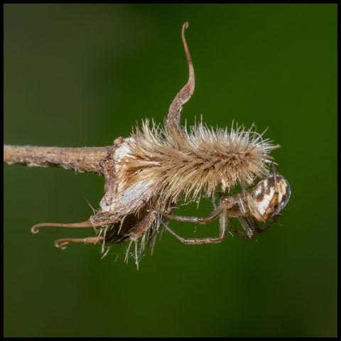 Tuft-legged Orbweaver