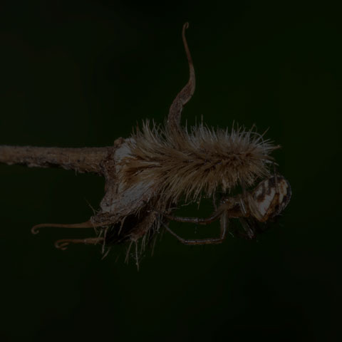 Tuft-legged Orbweaver