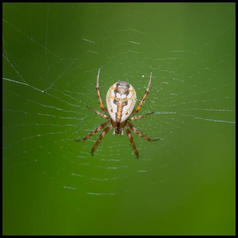 Tuft-legged Orbweaver