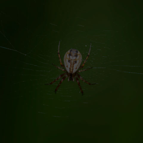 Tuft-legged Orbweaver