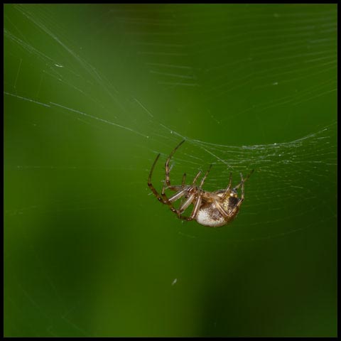 Tuft-legged Orbweaver